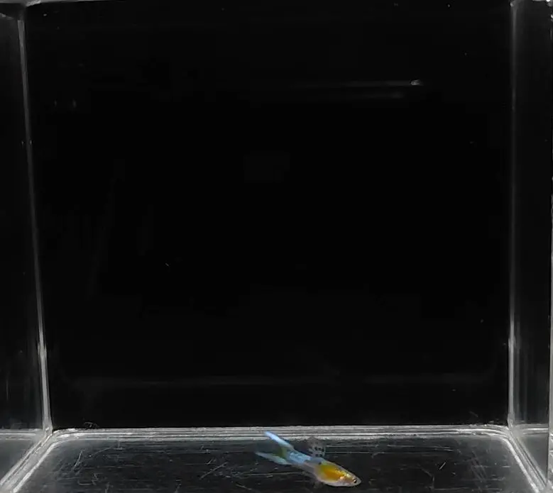 Japan Blue Double Sword