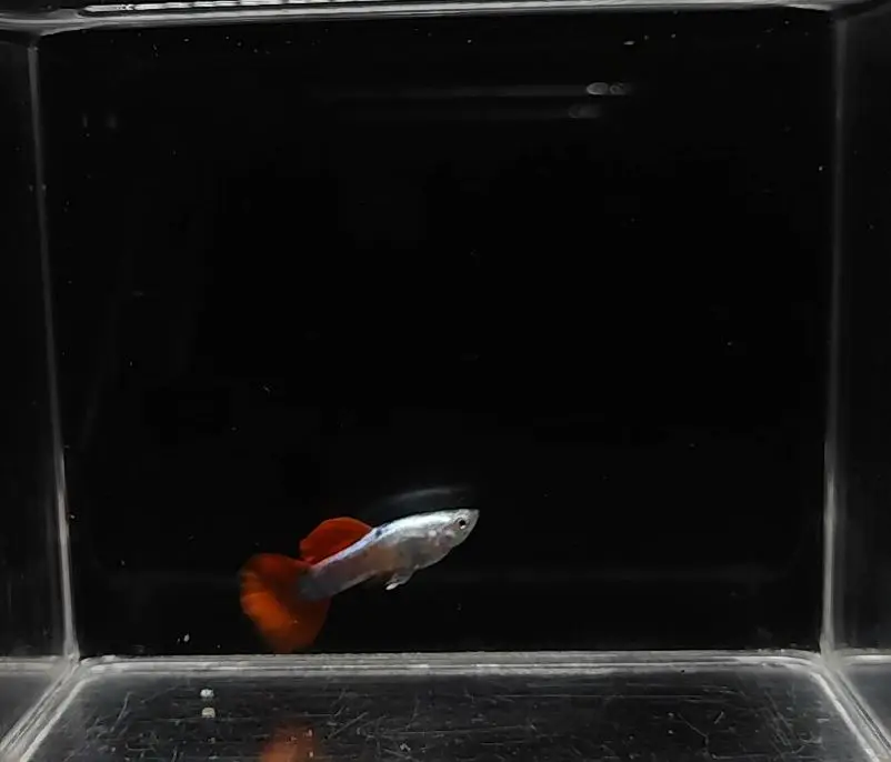 Platinum Red Tail Big Ear