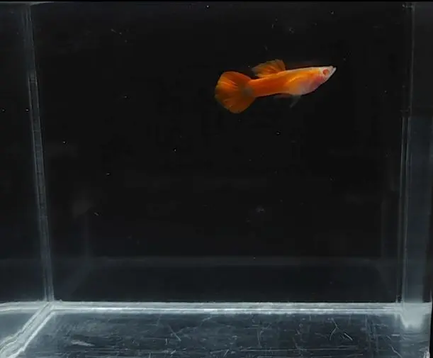 Albino Full Red Glass Belly
