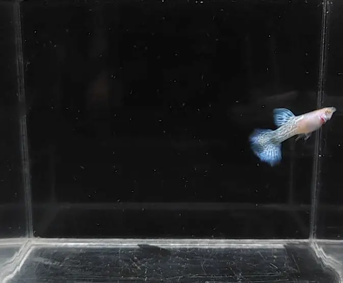 Albino Metal Blue Lace