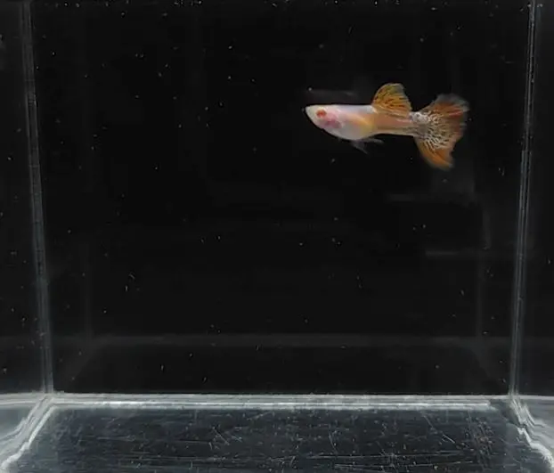 Albino Metal Red Lace