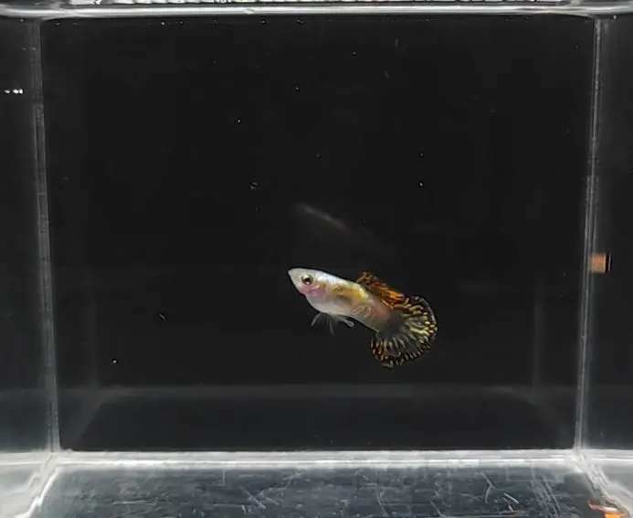 Galaxy Medusa Round Tail