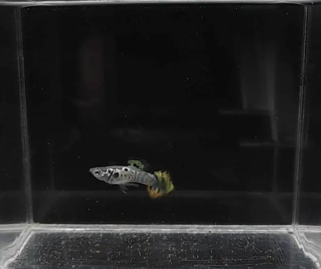 Galaxy Yellow Sunset