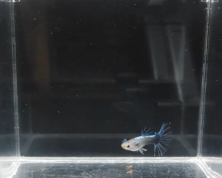 Half-Body Blue Crown Tail