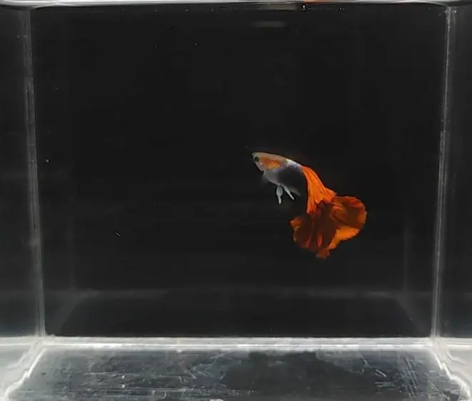 Half-Body Red Rose Tail