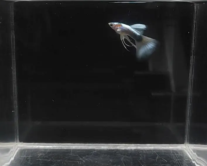 Half-Body White Ribbon