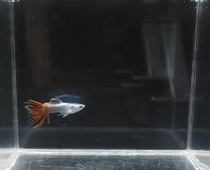 Half-Body Red Crown Tail