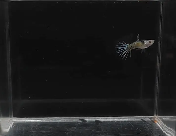 Yellow Medusa Crown Tail