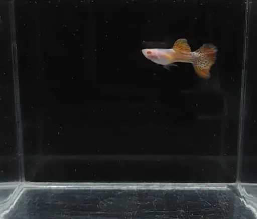 Albino Metal Red Lace