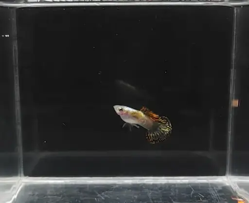 Galaxy Medusa Round Tail