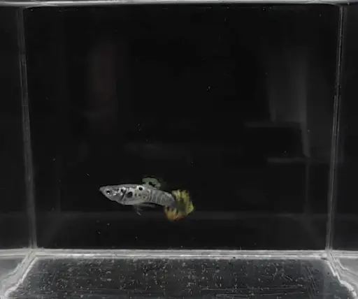 Galaxy Yellow Sunset