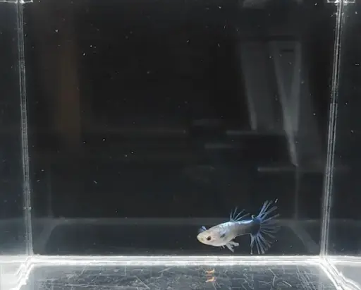 Half-Body Blue Crown Tail