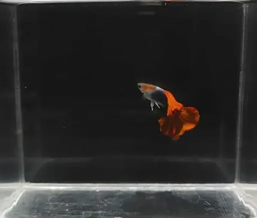 Half-Body Red Rose Tail