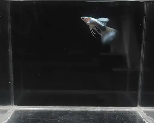 Half-Body White Ribbon