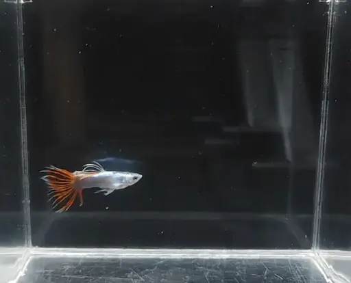 Half-Body Red Crown Tail