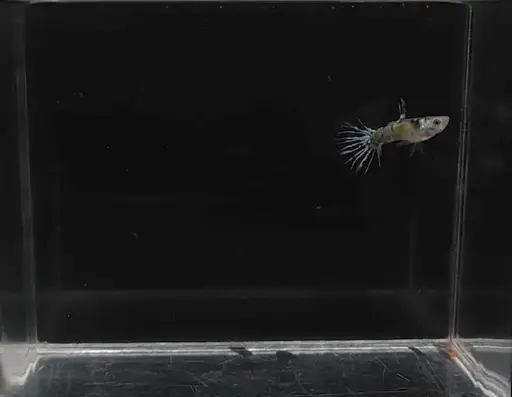 Yellow Medusa Crown Tail