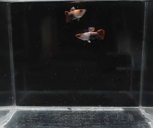 Magenta Koi Short Body