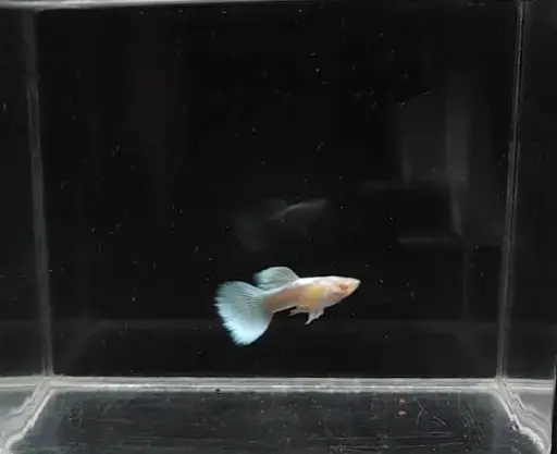 Albino Full Platinum