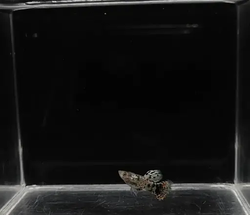 Yellow Tiger King Cobra